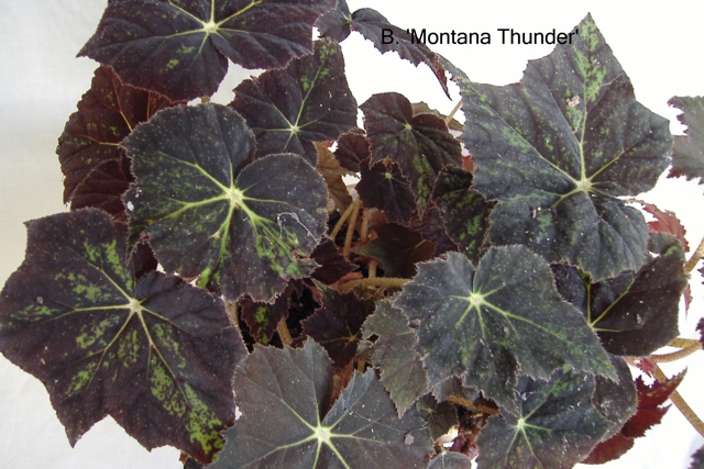 B. ‘Montana Thunder’